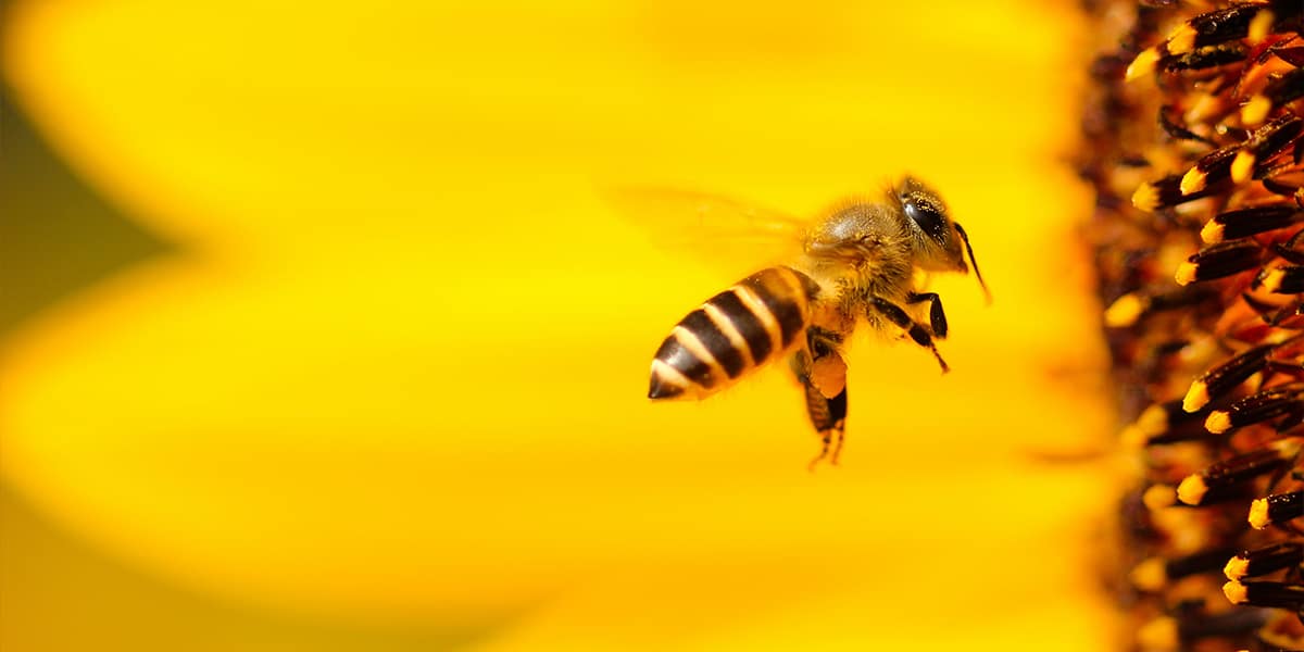 ハチによる受粉